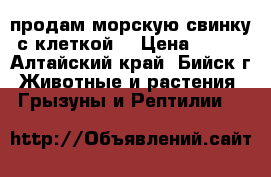 продам морскую свинку с клеткой. › Цена ­ 800 - Алтайский край, Бийск г. Животные и растения » Грызуны и Рептилии   